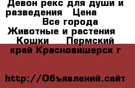 Девон рекс для души и разведения › Цена ­ 20 000 - Все города Животные и растения » Кошки   . Пермский край,Красновишерск г.